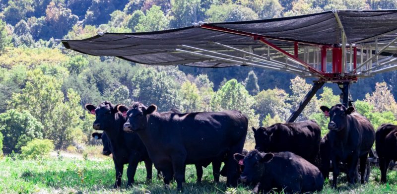 A herd of black angus cattle gather under a large black umbrella-like structure providing shade in the field.