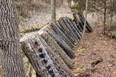 A row of cut logs sits upright in the woods.
