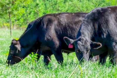 Two black cows eat in tall green grass.