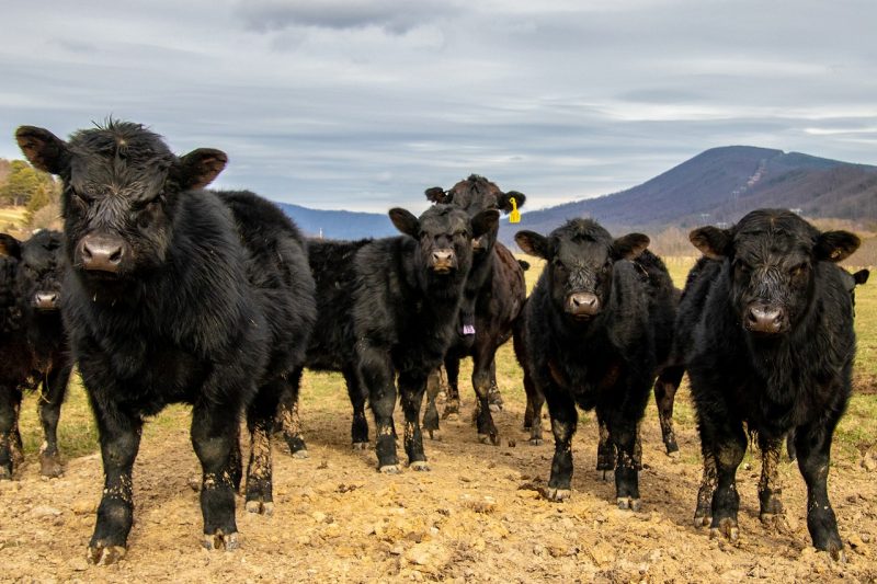 A herd of black Angus calves with mountains in the background.